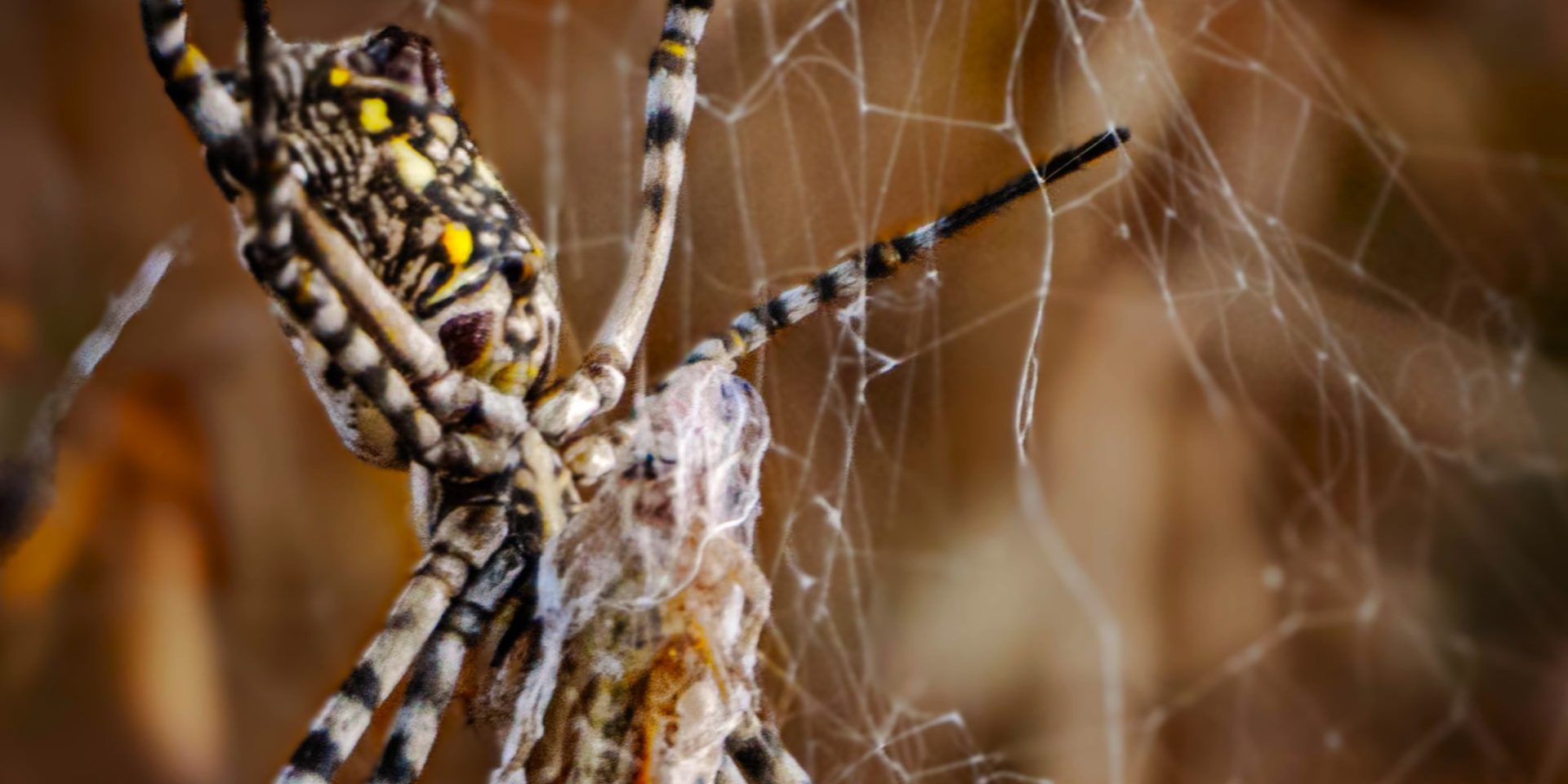 Spiders R Us